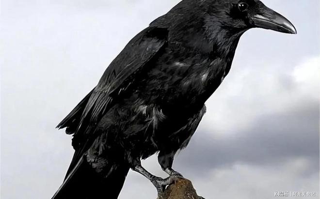 求高手解释梦见了乌鸦，探索乌鸦梦境的深层含义与心理启示