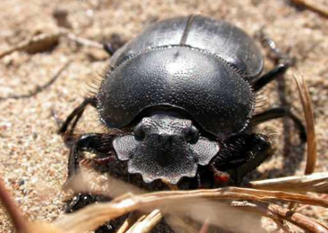梦境启示录，解析梦到屋里有蛇在乱窜的深层含义与预兆