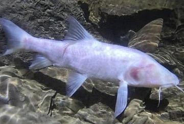 怀孕时梦见鱼，寓意与解读