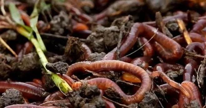 梦见蚯蚓，探索潜意识中的隐秘信息