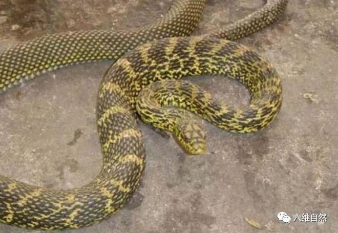 男人梦境中的菜花蛇缠绕，家庭与内心深处的隐喻探索