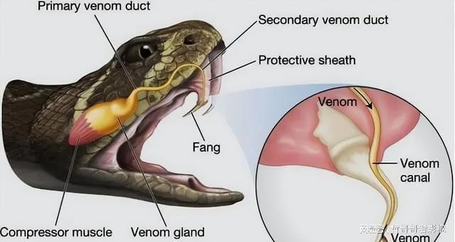 为什么梦见被蛇追，探索梦境背后的深层含义与心理解析