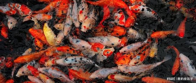 梦见在水里抓到一条鱼，寓意解析与梦境解读