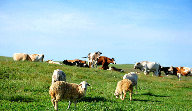 梦见三四个羊打仗，解析梦境中的象征与寓意