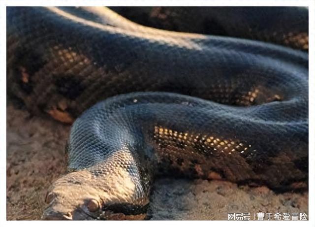 梦境中的蛇，小蛇与巨蟒的交织寓言