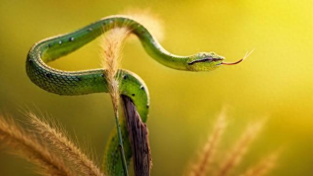 男人梦见捉蛇，深层次的心理解析与象征意义