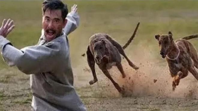 梦到被狗咬，解读梦境中的警示与寓意