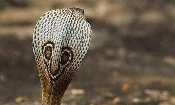 梦到杀眼镜蛇，解读梦境背后的深层含义