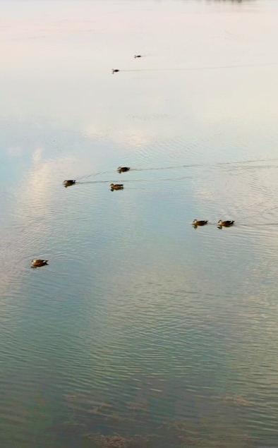 梦境之河，与爱人共捕鱼，寓意何在？