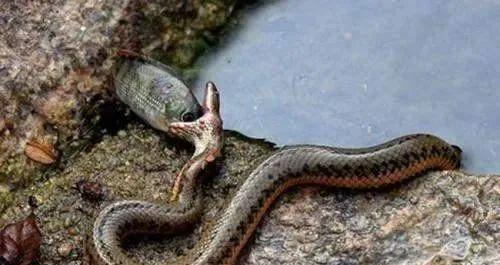 梦境交织，梦见一条大黄鳝与一条蛇的深层寓意解析