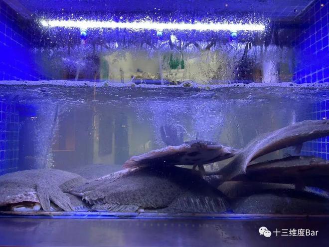 梦见鱼在水里游，探索梦境中的神秘象征与深层含义