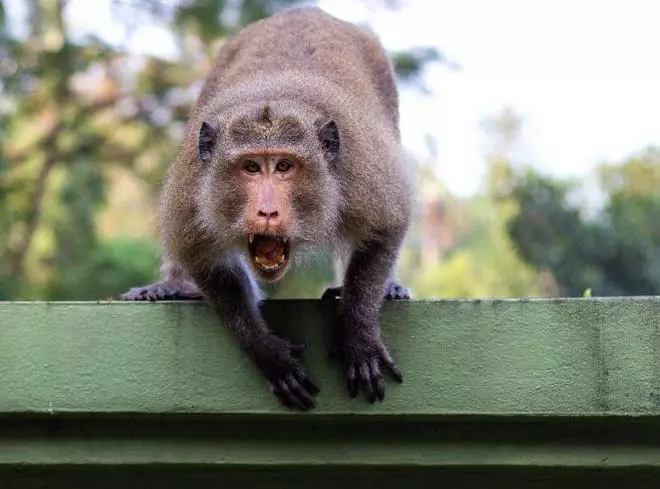 做梦梦到抓住两只猴子，探索梦境背后的深层含义