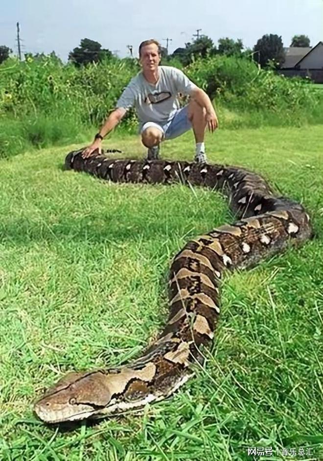 梦见蛇爬到自己身上，潜意识深处的警示与启示