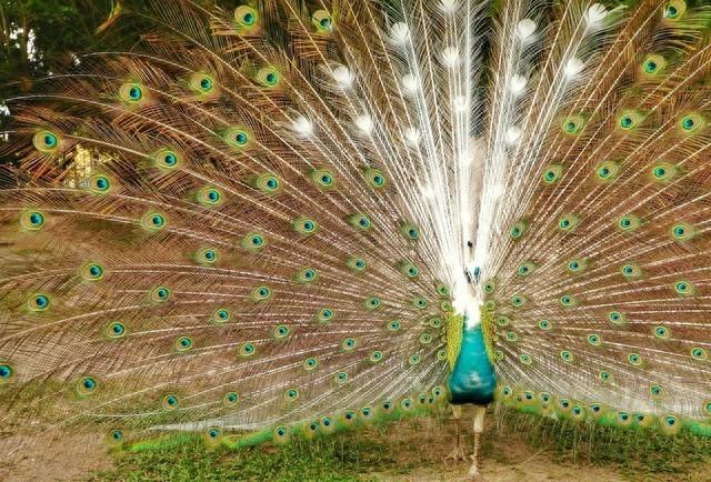 又梦见孔雀了，探寻梦境背后的深层含义与心理解析