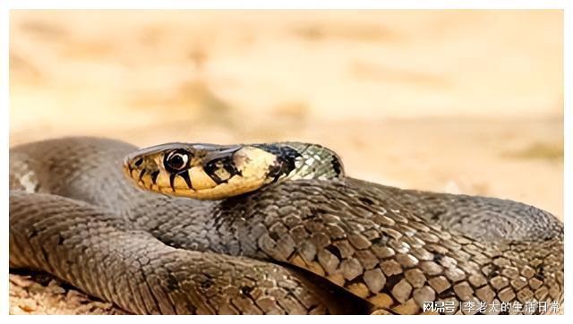 梦见绿色的大蛇身上缠小麻蛇，解读梦境中的神秘象征