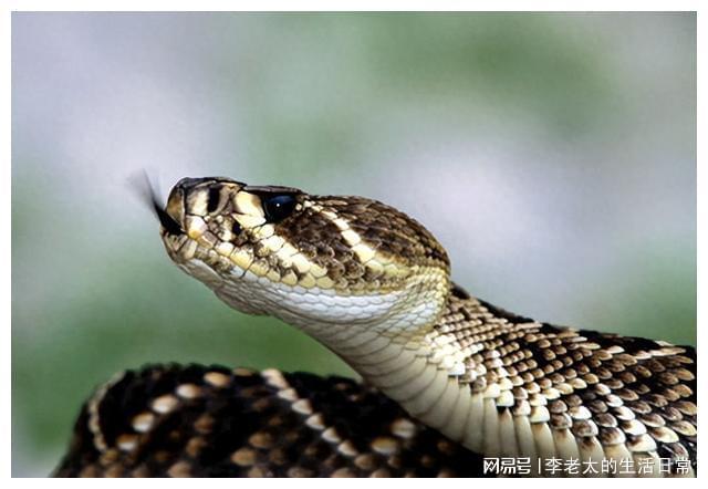 梦见蛇咬自己的嘴巴，解读梦境中的恐惧与胜利