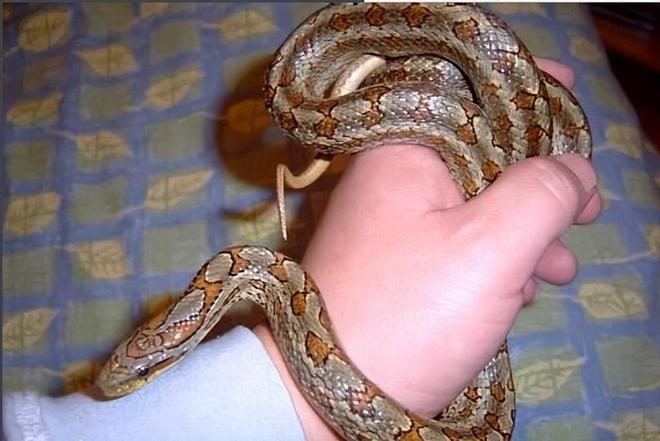 梦见被一条蟒蛇追，最终我将其咬死的深层预示与解析