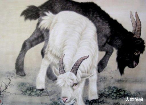 连续两个晚上梦见羊，探索梦境中的温柔象征与深层寓意