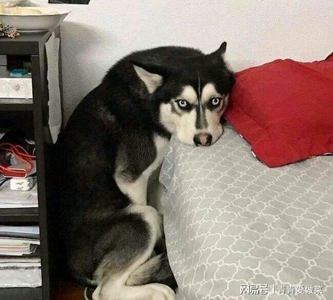 梦中斩杀追咬之犬，一场内心冲突的暴力终结与自我重塑