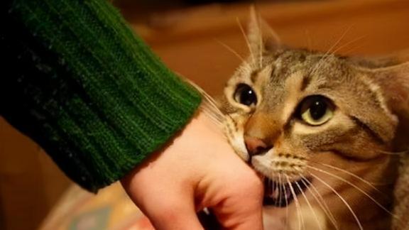 梦见被猫咬手，解析梦境背后的深层含义与心理预兆