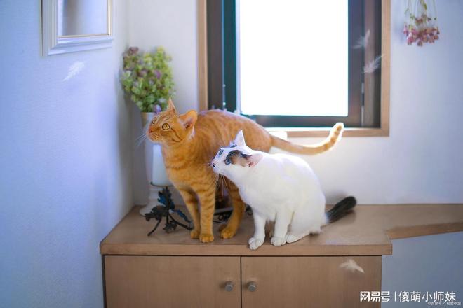 梦见猫叫声，解读梦境中的神秘信号