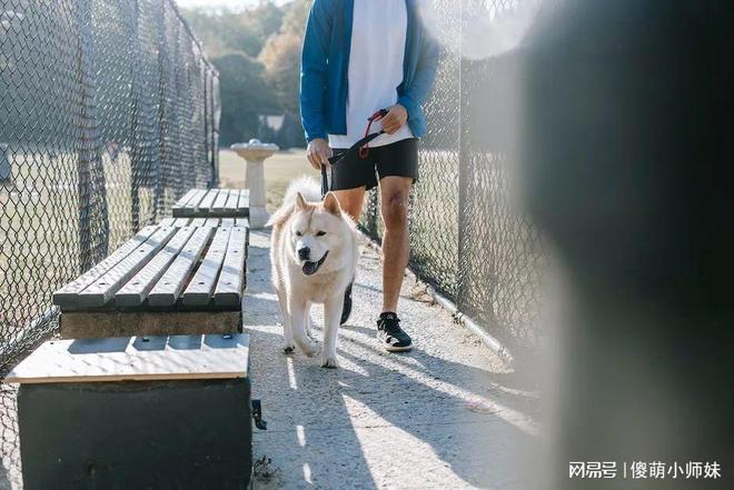 梦见被狗咬而且狗还会说话，探索梦境背后的深层含义