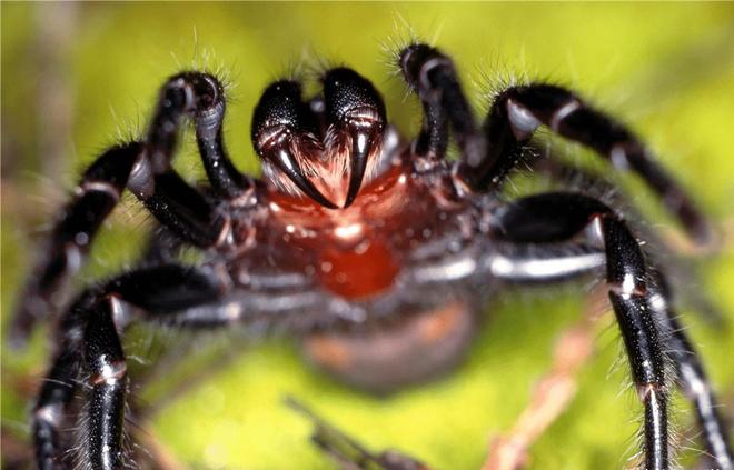 梦境解析，梦见蜘蛛——黑白庞大，毒牙咬手臂的深层含义与心理暗示