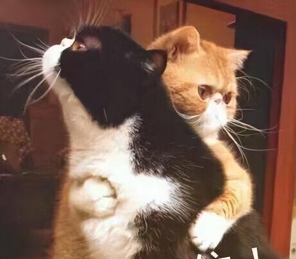 做梦梦到自己抱了一只大黑猫求指点，探索梦境中的神秘象征与心理启示