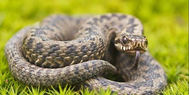 梦见蛇被杀死，寓意与解读