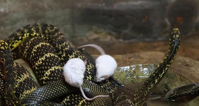 水中蜕变之梦，解析梦见蛇在水中蜕皮的深层含义