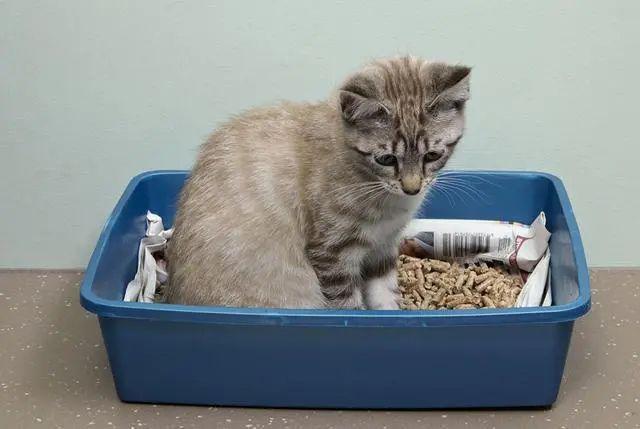 求高人解梦，梦见猫粪便的深层含义与心理解析