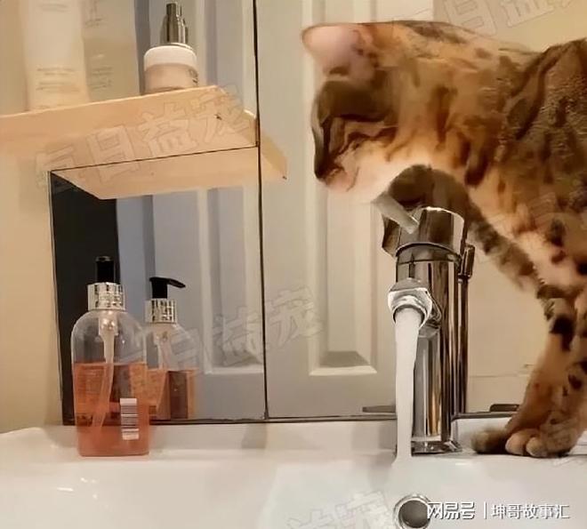 梦境中的温馨与惊吓，猫窝的意外发现