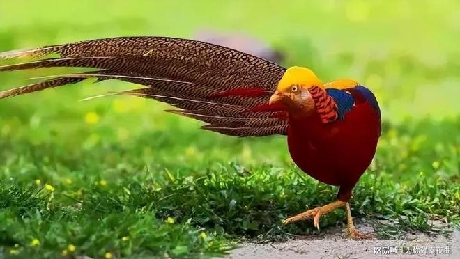 梦见鸡好吗，解读梦境中的吉祥之鸟