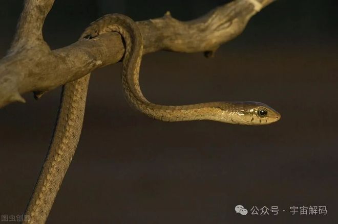 梦到蛇很听话，解读梦境中的神秘与和谐