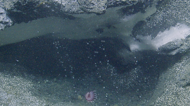 梦见鱼往上游，探索梦境中的深层含义与启示