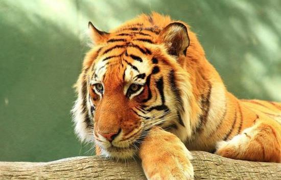 梦见老虎咬我是什么意思，探索梦境背后的深层含义与心理解析