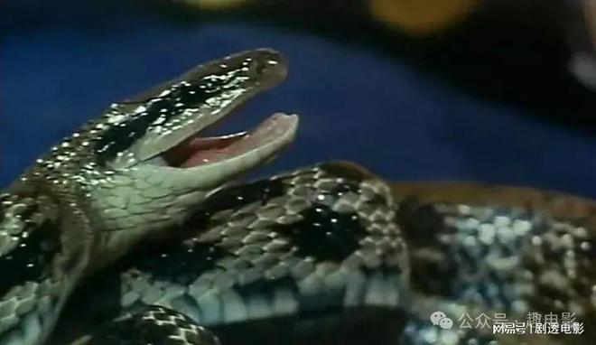 梦游蛇影，解析我一直都有梦见蛇但从来没被咬过的深层含义