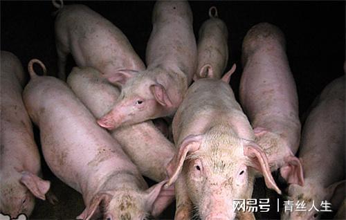 男人梦见老婆变成一头猪，解析梦境背后的深层含义