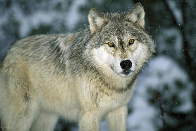 朋友梦中惊魂，我被狼叼走的深层寓意与心理解析