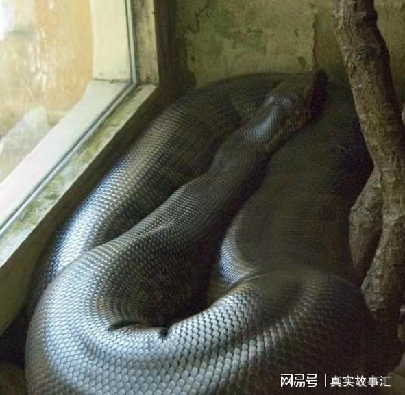 梦见绿蛇装进身体，潜意识深处的神秘预兆与心灵启示