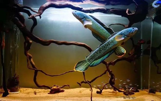 揭秘梦境奥秘，为何会梦见满屋子的蛇？