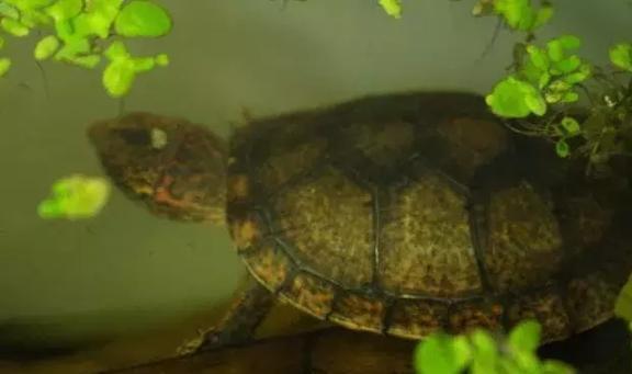 梦见被乌龟追，探索梦境背后的深层含义与启示