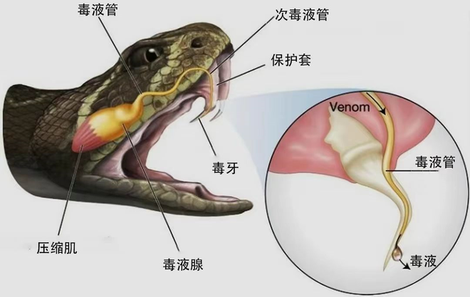 梦见在街上被几条蛇追，潜意识中的危机信号与自我突破的隐喻