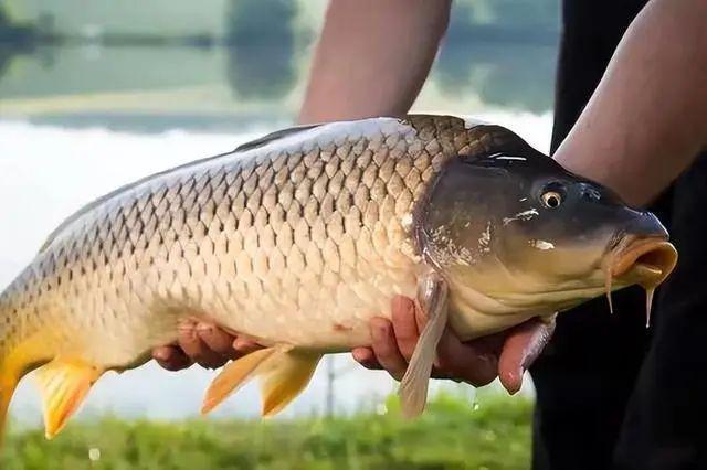 孕妇梦境的奥秘，解析梦见水里好多鱼的深层含义与应对策略