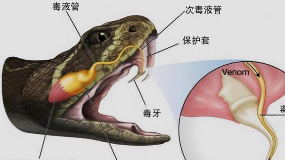 晚上梦见蛇追我，梦境背后的深层含义与心理解析