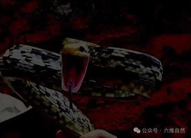 梦见与蛇为友，潜意识里被误解的心灵密友与灵性觉醒