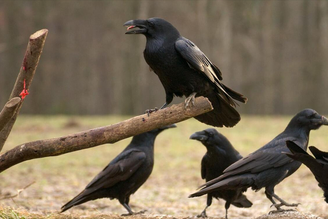 梦到很多乌鸦，预示变化与挑战的深层解读