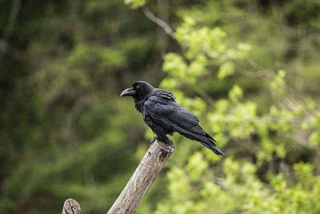 梦境中的不祥之兆？解读梦到乌鸦的深层含义