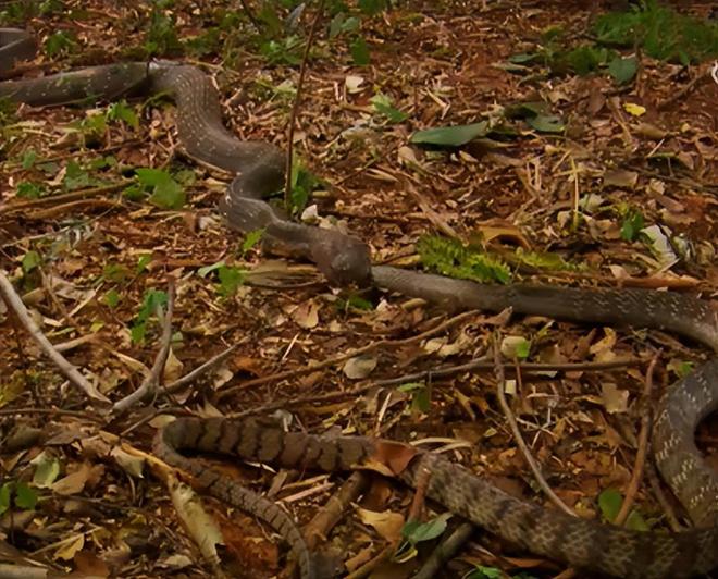 做梦梦到蛇而且我还吃了它，探索梦境中的神秘象征与深层含义