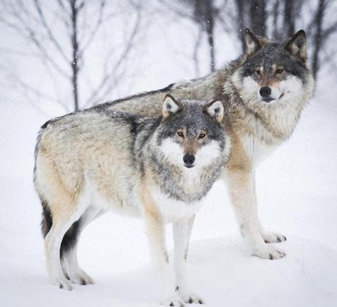 梦境解析，梦见粉红色狐狸或狼被自己杀戮的深层含义